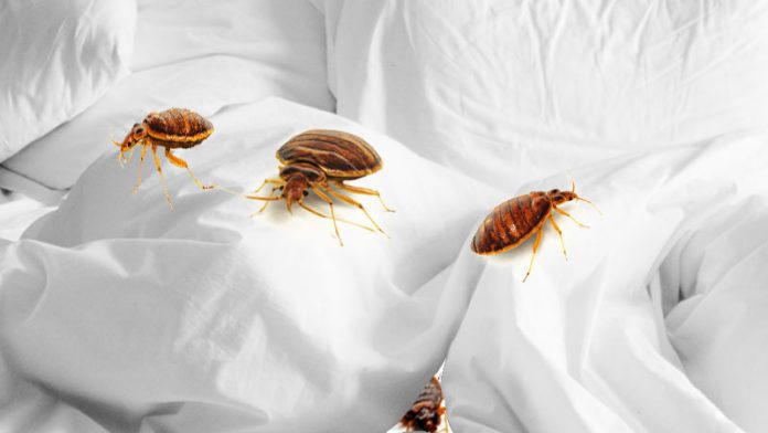 Does Vinegar Kill Bed Bugs
