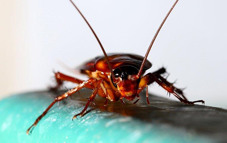 Bed Bug vs Roach