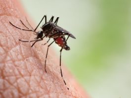 Bed Bug Bites vs Mosquito Bites