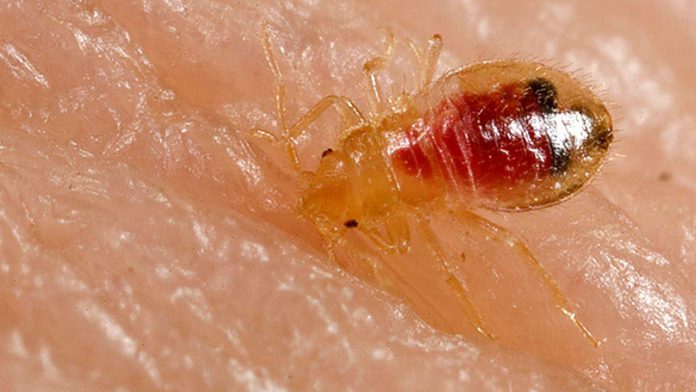 what do baby bed bugs look like