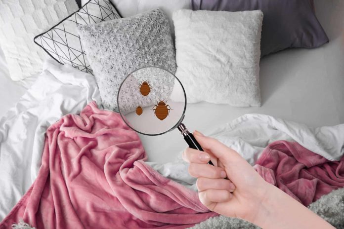 How To Find Bed Bugs During The Day