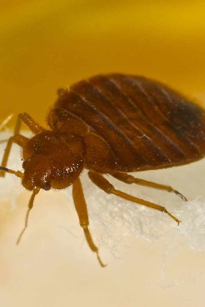 What Kills Bed Bugs Instantly Home Remedies?