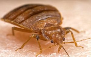What Kills Bed Bugs Permanently