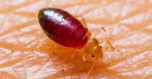 What Are Bed Bug Bombs?