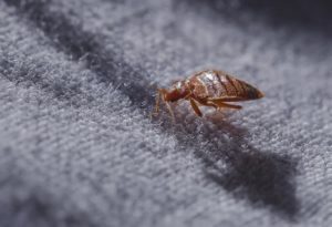 How To Get Rid Of Bed Bugs In Couch