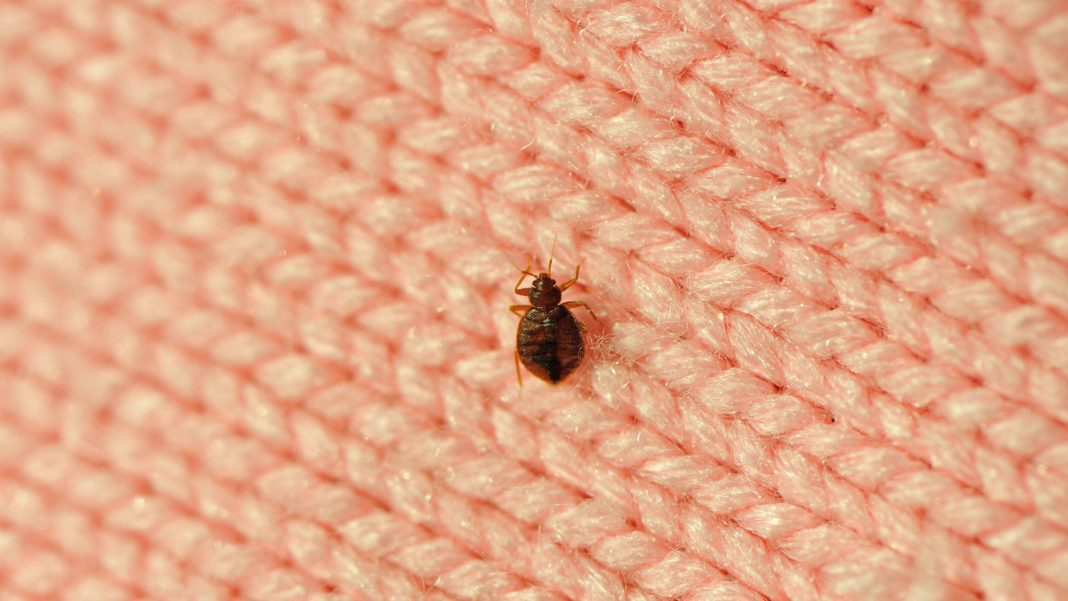 Does raid kill bed bugs - Lets Find Out