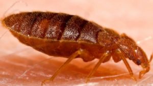 What Kills Bed Bugs Instantly Home Remedies?