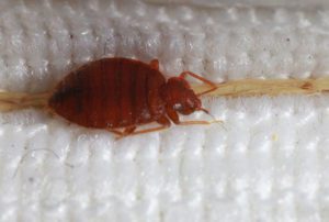 What Are Bed Bugs Attracted To?