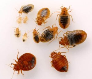 Will Heat Treatment For Bed Bugs Damage My Home