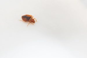 What To Do When You Have Bed Bugs In Your Wardrobe?