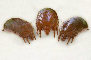 How Long After Bed Bug Treatment Can I Return Home?