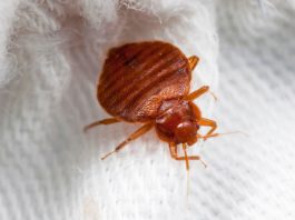 How Do Bed Bugs Reproduce? Is There A Specific Season?