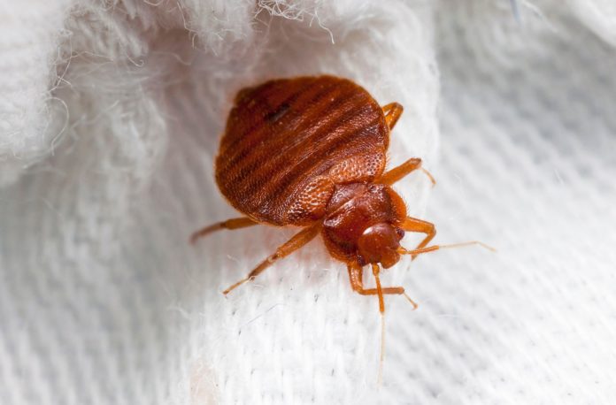 How Do Bed Bugs Reproduce? Is There A Specific Season?