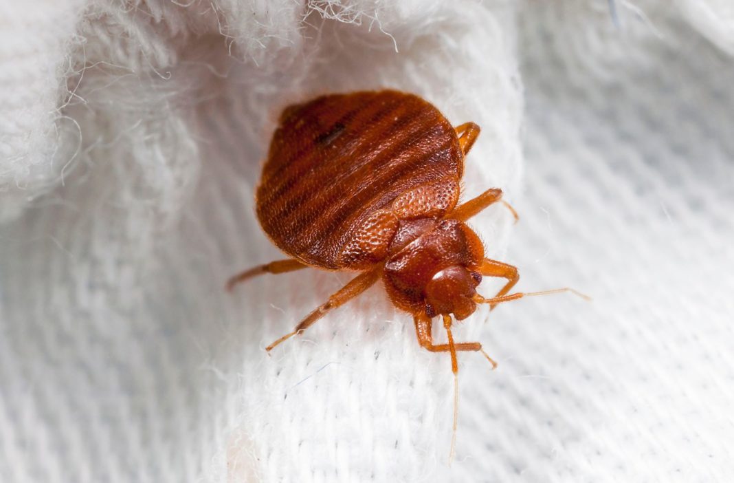 When Can I Put Clothes Back After Bed Bug Treatment?