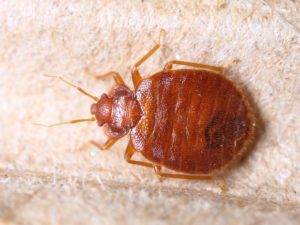 Does Raid Kill Bed Bugs - Lets Find Out 