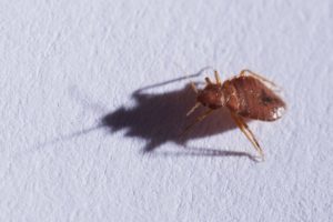 What Kills Bed Bugs Instantly Home Remedies?