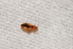 How Do Bed Bugs Move About?