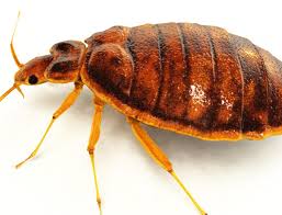 Does Raid Kill Bed Bugs - Lets Find Out 