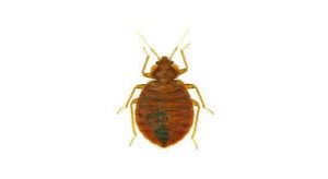 What To Do When You Have Bed Bugs In Your Wardrobe?
