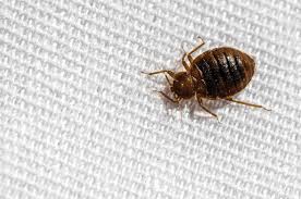 What Kind Of Chemicals Are In A Bed Bug Bomb?
