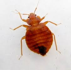 How Do Bed Bugs Reproduce? Is There A Specific Season?