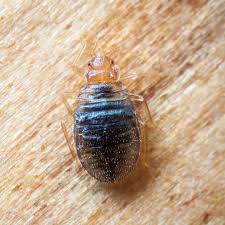What Temperature Kills Bed Bugs