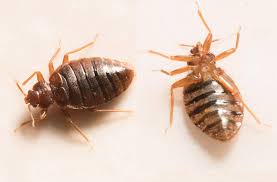 Is A Bed Bug Infestation Dangerous?