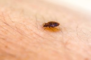 How Long Does It Take For Bed Bugs To Die?