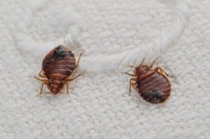 Do Bed Bugs Bite Cats?