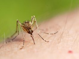 Why do mosquito bites itch more at night? 