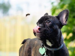 can dogs get mosquito bites