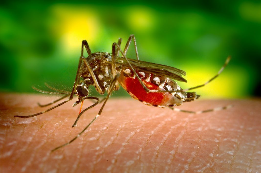 Why Do Mosquitoes Bite 