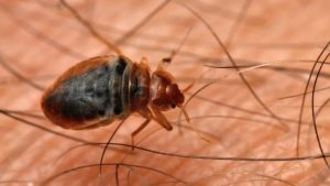 How Fast Do Bed Bugs Multiply?
