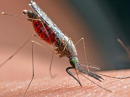 Can you pop a mosquito bite?