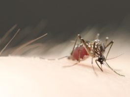 Do Mosquitoes Die After They Bite You 