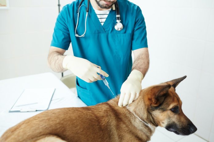 What Do Hives Look Like On A Dog? 