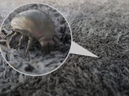 can dust mites bite