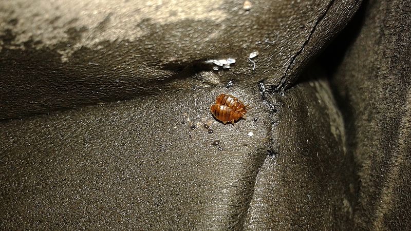 get rid of bed bugs in couch