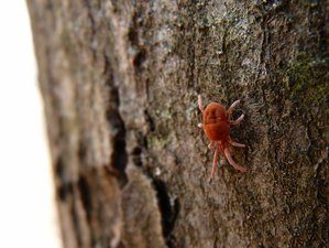 Adult Chigger Mite