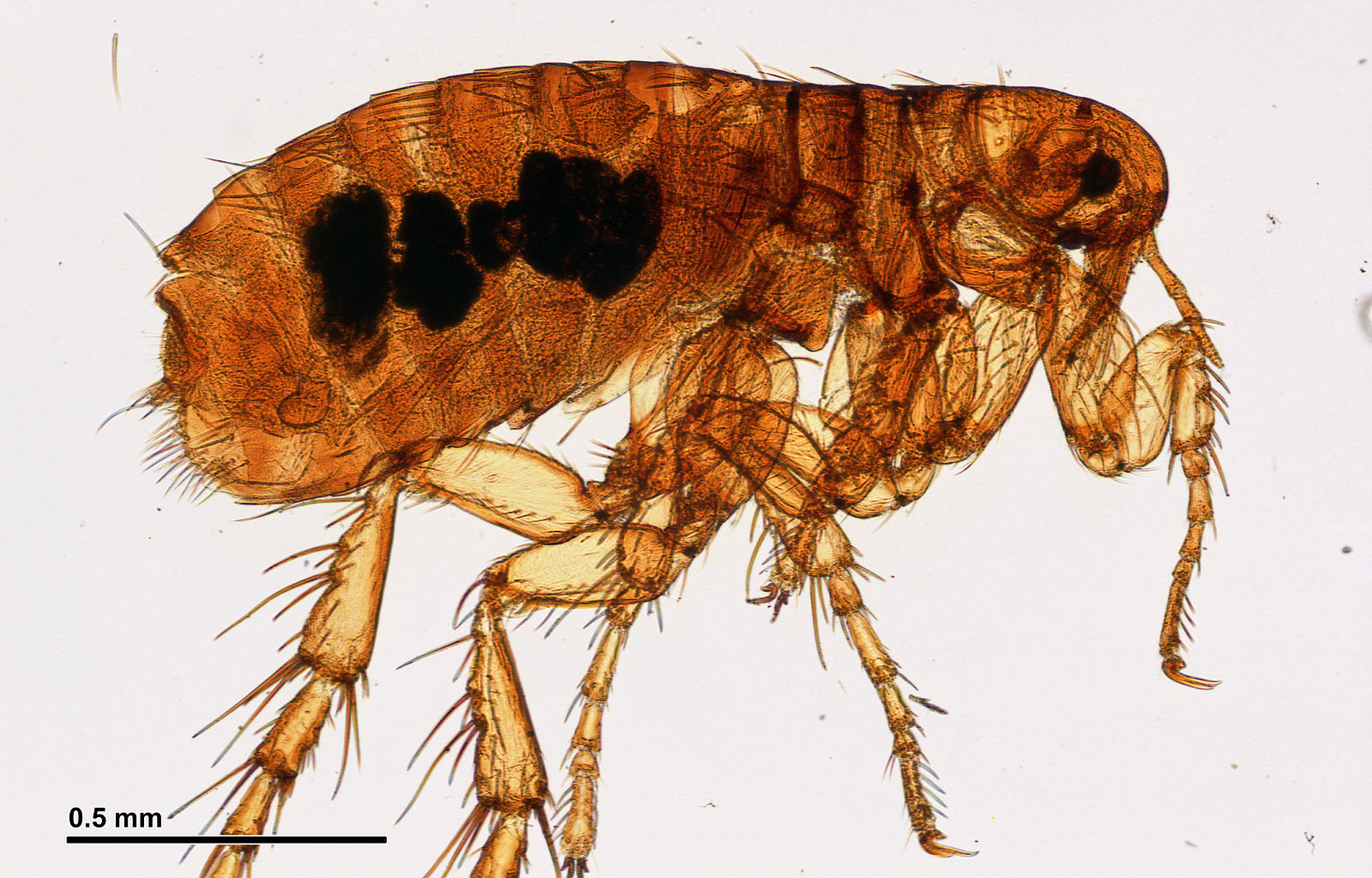 What are Fleas?