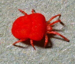 Trombicula Autumnalis Adult Mite