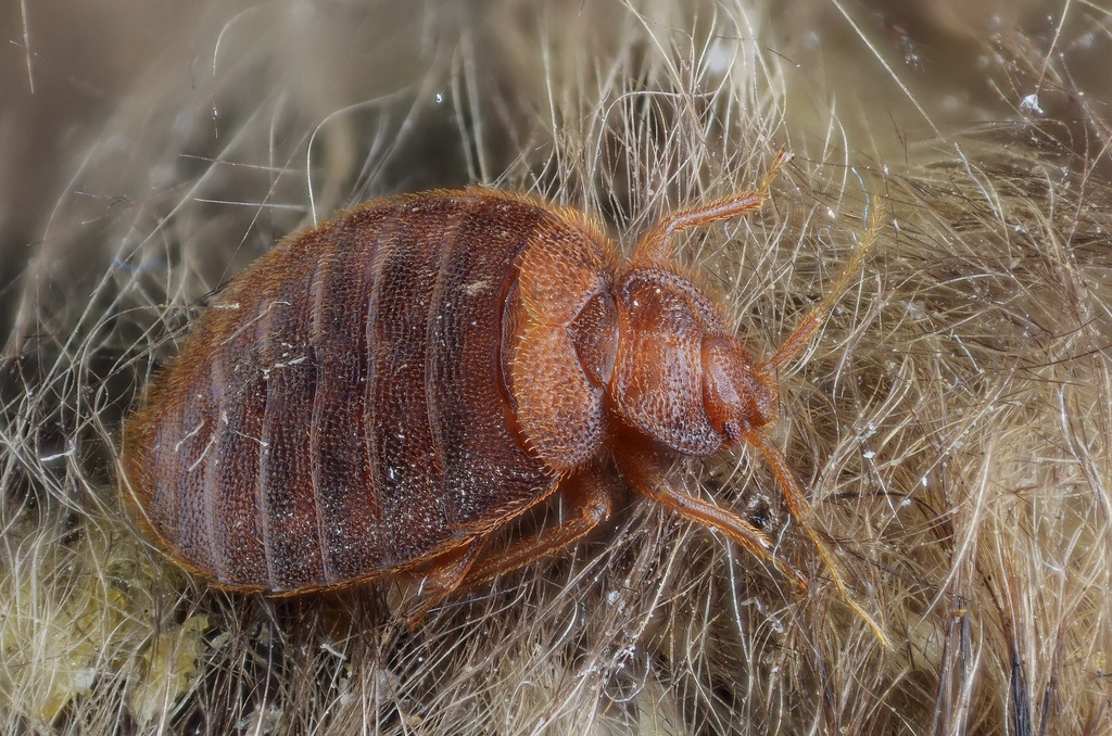 Chiggers Vs Bed Bugs Chiggersbite Com   Bed Bug 