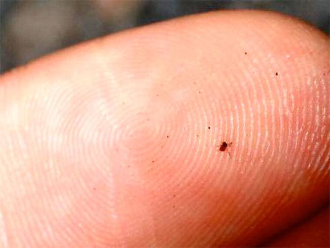 Are Chiggers Contagious?