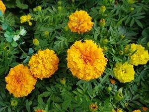 marigold 3458867 1920