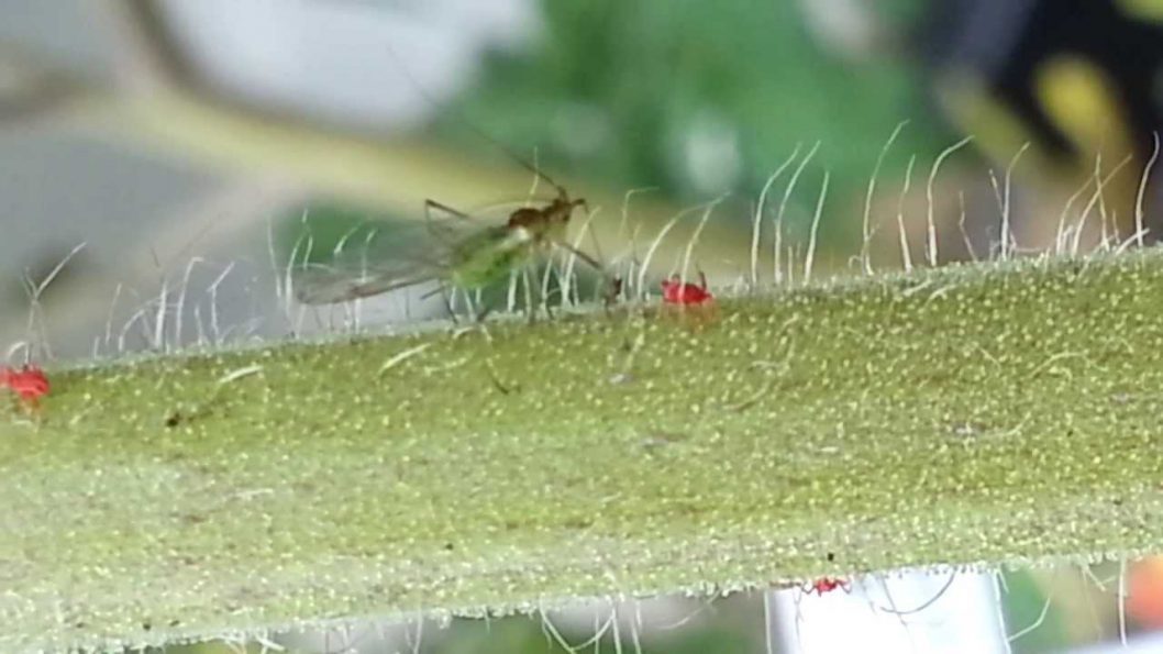 Seed Ticks Vs Chiggers Know The Difference