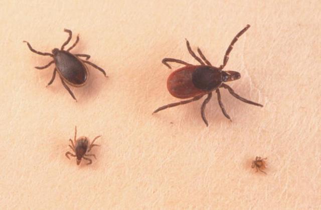 ticks chiggers differentiation