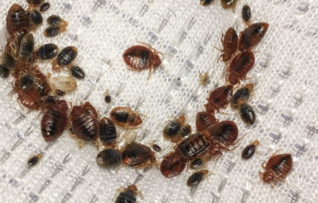 What Are Bed Bug Bites