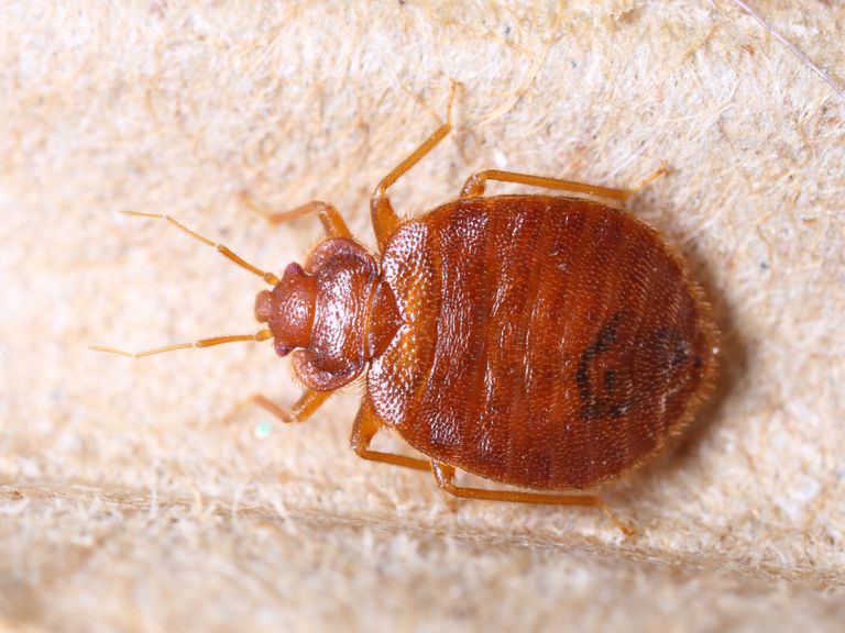 Bed Bug Bites vs Flea Bites