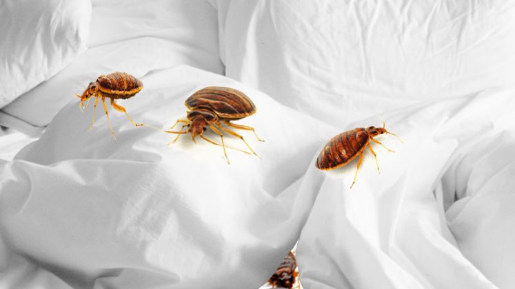 does-vinegar-kill-bed-bugs-permanently