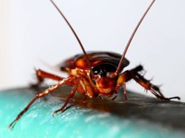 Bed Bug vs Roach